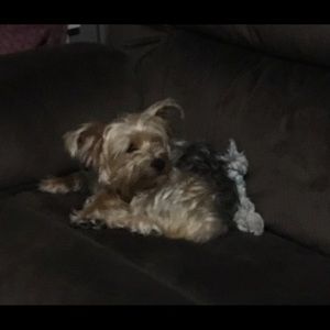 Meet your Posher, Lanna